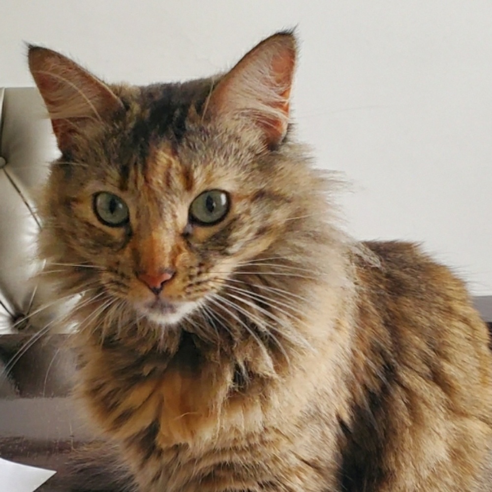 Meet your Posher, Verónica